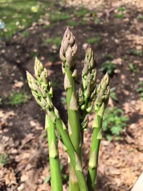 asparagus